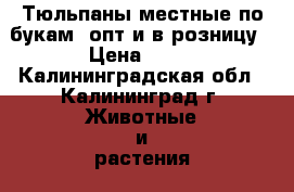 Тюльпаны местные по букам, опт и в розницу › Цена ­ 30 - Калининградская обл., Калининград г. Животные и растения » Услуги   . Калининградская обл.,Калининград г.